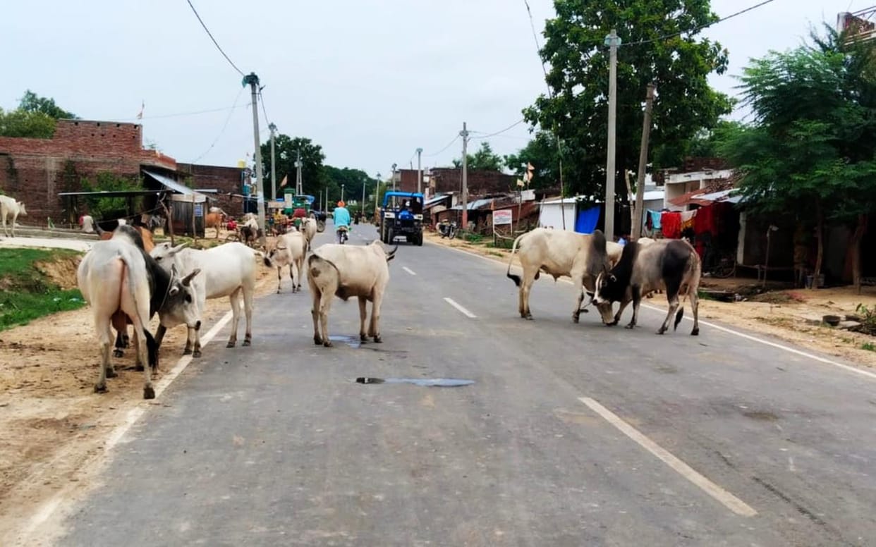 Advocate injured in bull attack, referred to Lucknow