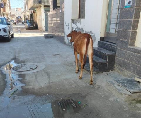 If a dairy animal is found in the open, it will be sent to a Gaushala
