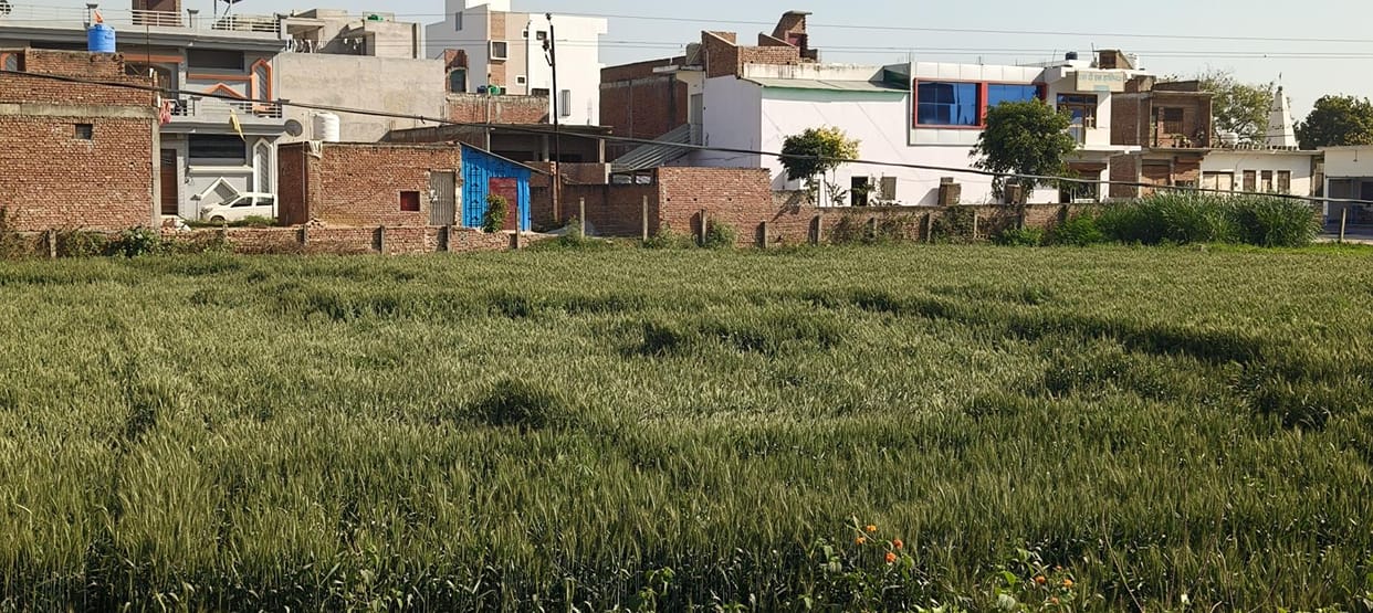Weather changed, wheat crop fell due to strong winds