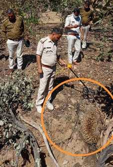 Suspicious death of leopard in Manpur buffer, fear of conflict