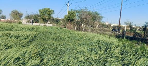Wheat-mustard crop damaged by westerly wind