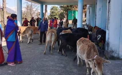 A rally was taken out with the abandoned cattle, then they were tied up in the tehsil