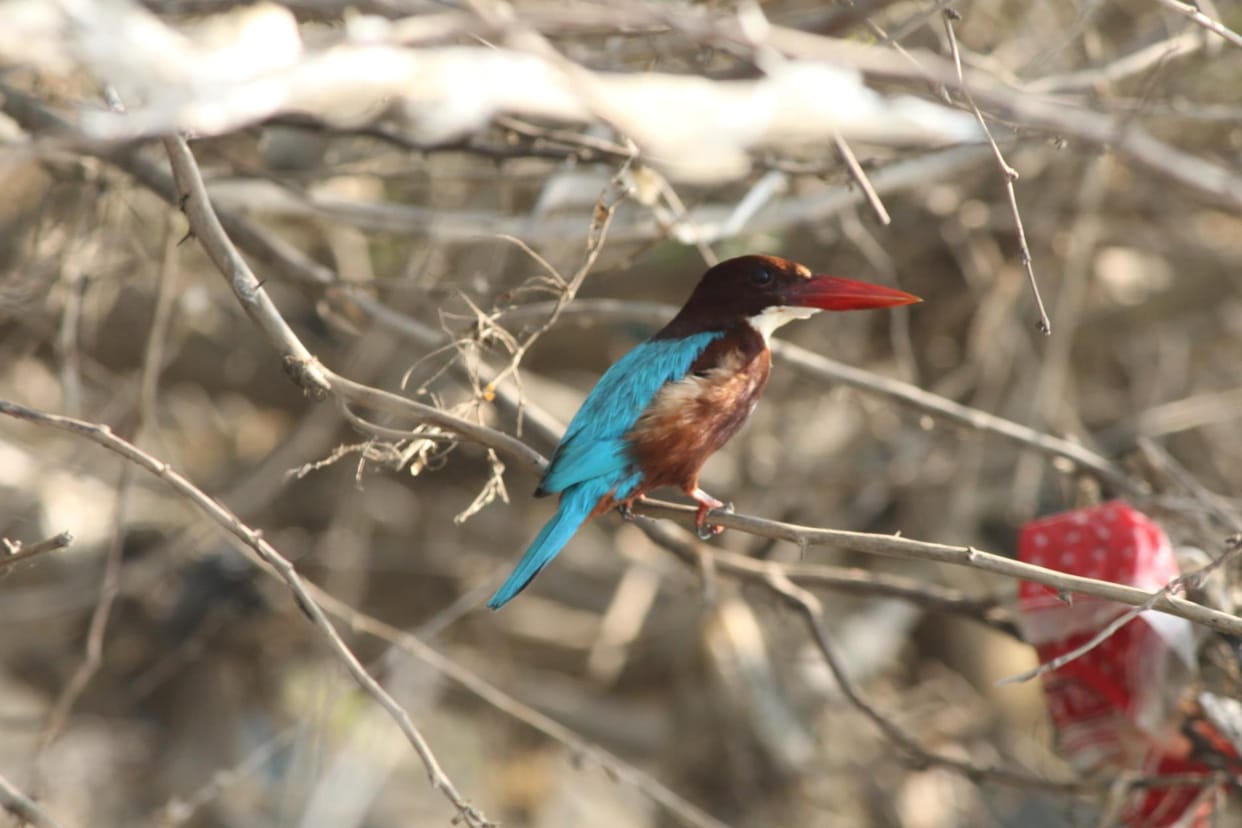 When the environment got better in Rapadi, the population of birds and creatures started increasing.