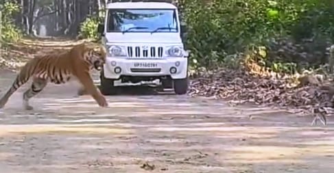Dudhwa is the new hideout of the tiger that spread terror in Lucknow