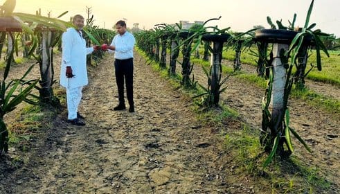 Dragon fruit will change the taste of sugarcane belt