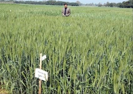 Research on wheat: Crop will be produced with a single irrigation