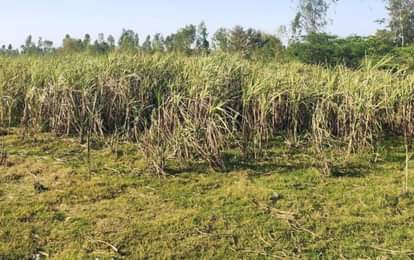 गन्ने की फसल पर बढ़ा एमएसपी