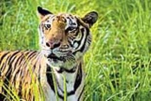 Tiger seen in Thudwalia, panic among villagers