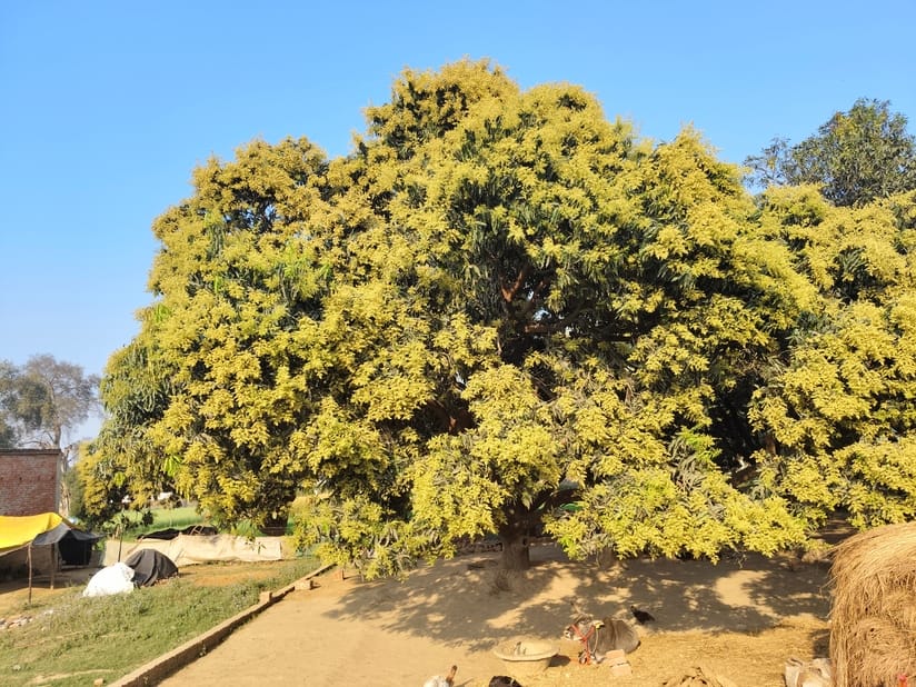 There is a possibility of Kharra and Bhunga disease in mango blossom