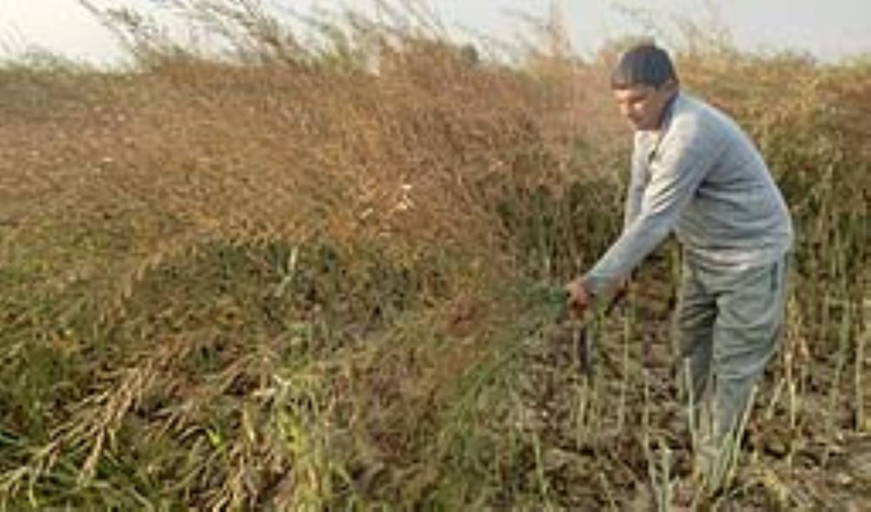 This time mustard has been sown in 9,600 hectares of area in Odhan block