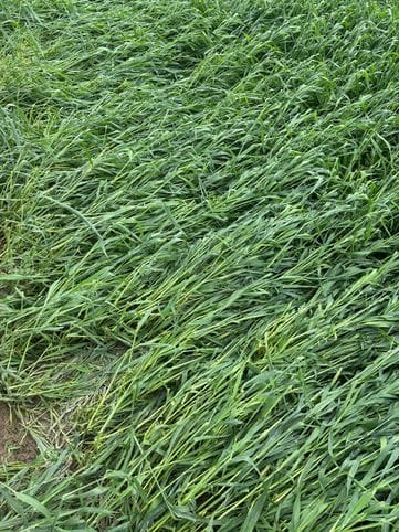 When the survey was done again, the administration accepted that the crops were damaged due to rain and hailstorm and also opened a portal