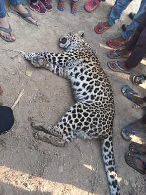 Leopard's body found, death suspected in accident