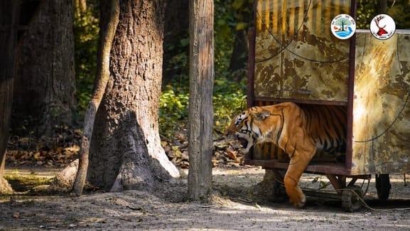 Eight cameras installed to monitor the tiger in Lucknow