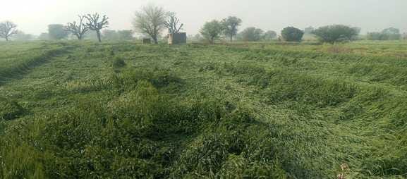 Complaints are being made, Mahindergarh has suffered the most damage to crops