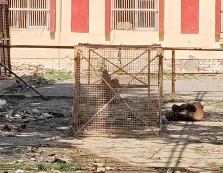 85 monkeys caught from Tilak Nagar and Gunjan Enclave