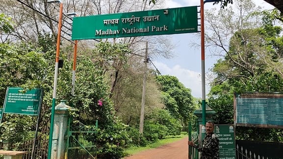 shivpuri madhav national park tiger