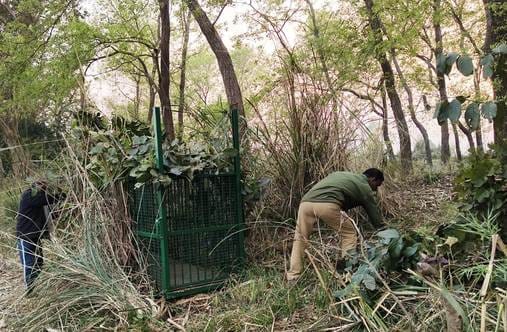 A cage was installed in Farsahiya village to catch the tiger