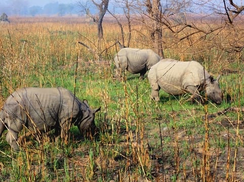 Counting of rhinoceroses in Dudhwa starts today