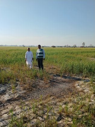 Wheat crop of 10636 farmers in the district was damaged in more than 127341 thousand acres