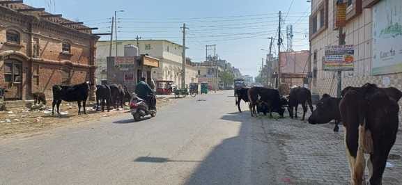 Gaushala refuses to keep helpless cows