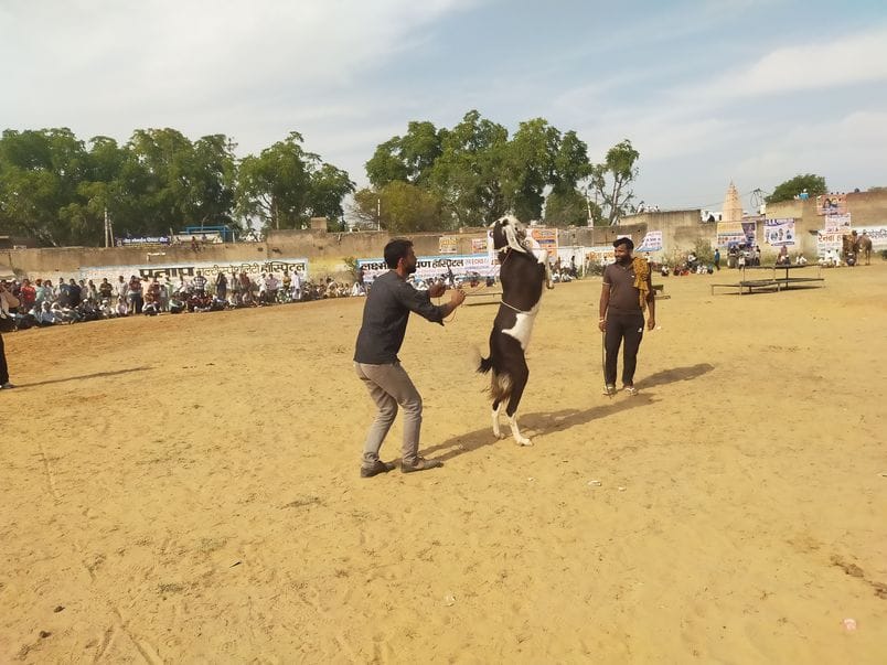 Horse and camel races and goat dances from Rajasthan and UP enthralled the audience