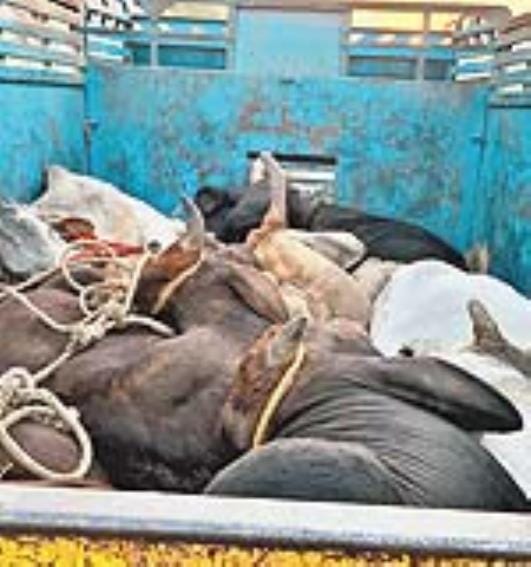 Villagers caught smuggler with a pickup full of cattle