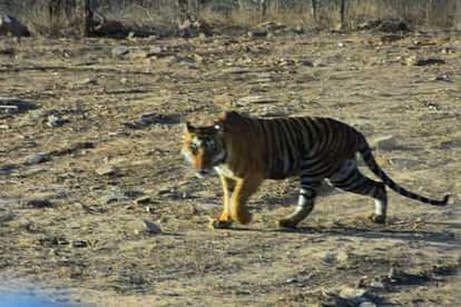 Shivpuri News: Shivpuri's Madhav National Park declared a new tiger reserve