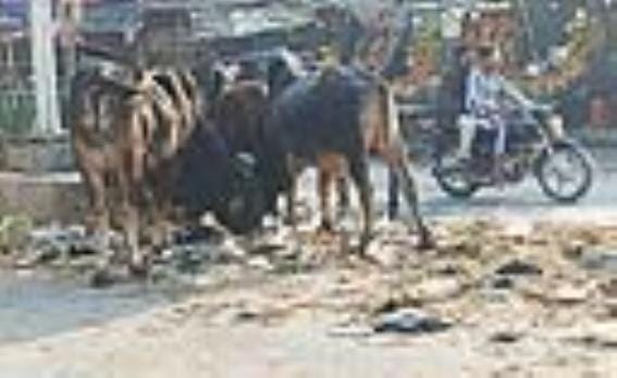 There is a gathering of helpless animals in Barwala