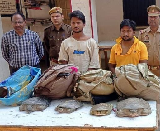 61 turtles recovered, two smugglers arrested