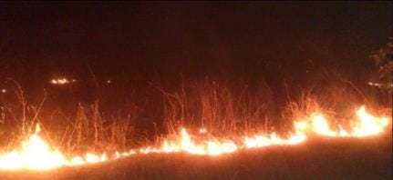 Fire broke out in the forests of Tiger Reserve, brought under control after 12 hours