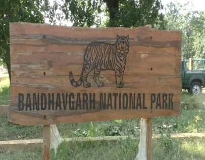 Bandhavgarh Tiger Reserve: A tiger left a man bleeding in Umaria