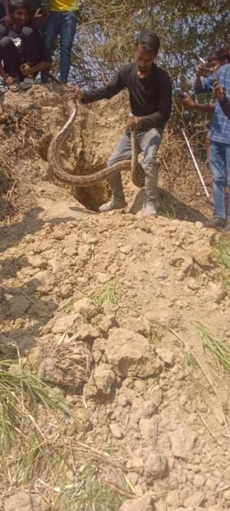 Pythons up to 17 feet long appeared in the field, villagers in panic