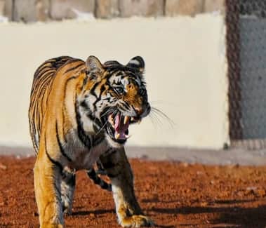 MP News Another tiger will soon come to Shivpuri Madhav Tiger Reserve This forest is new for female tigers