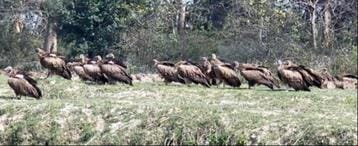 For the first time in 30 years, a flock of vultures was seen outside Amangarh