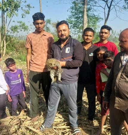 Leopard cub found in sugarcane field