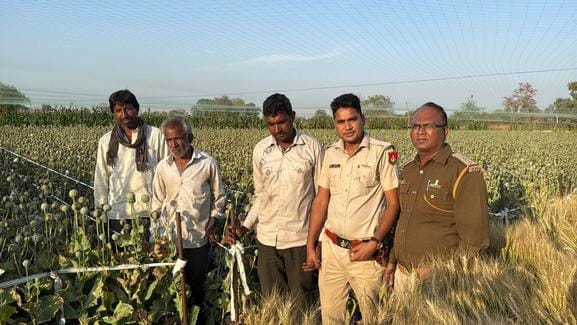 Chittorgarh News: Illegal sowing of opium without license, 2 kg opium seized and crop destroyed