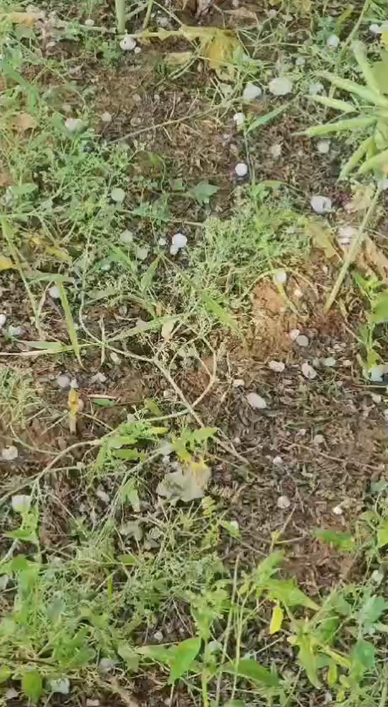Hailstorm along with drizzle in southern districts