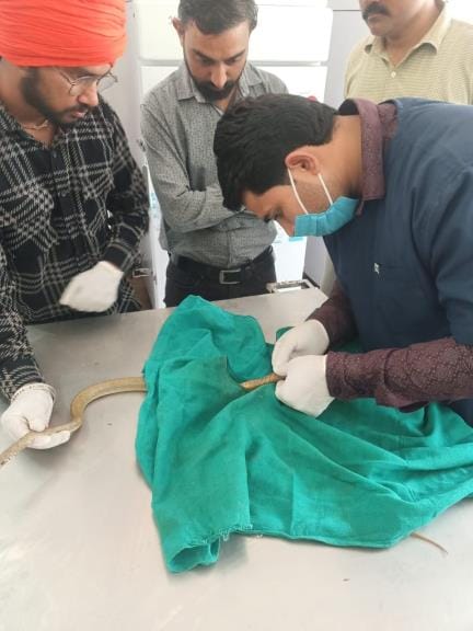 Successful operation of snake done in Bhiwani