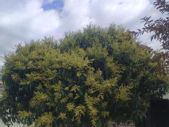 This Season Mango Production is Increased