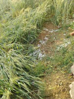 The remaining crops were also ruined in the five-minute hailstorm