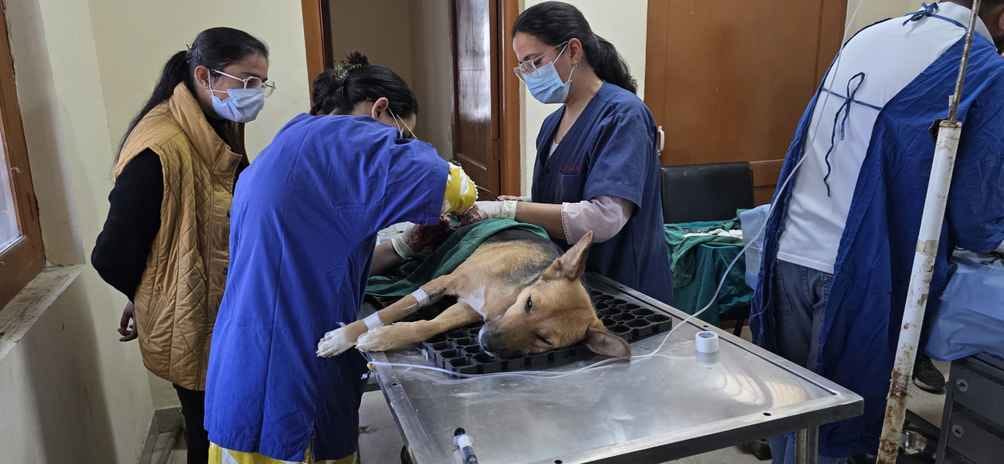 veterinary college, cow conservation center, veterinary hospital in Aligarh