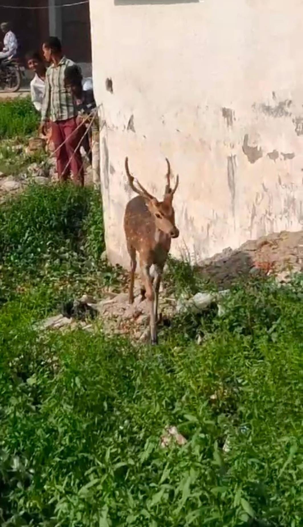 Chital reached Andhiyari Bagh locality, released in the jungle