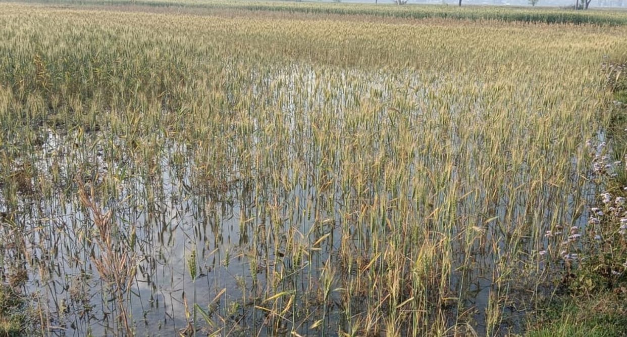 200 bigha crops got submerged in water due to canal breach