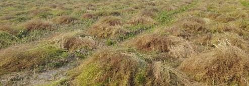 Mustard, tobacco and garlic also got damaged due to rain