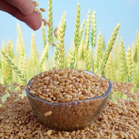 Last date for farmer registration for wheat sale is 31st March