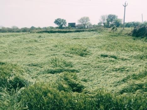 Wheat crop fell due to storm and rain, 10 percent loss