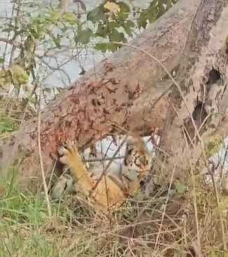 Tourists flocked to PTR on the second day of Holi, tiger spotted