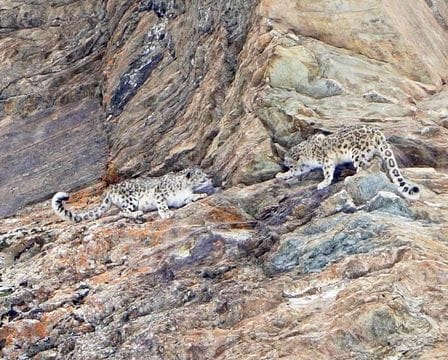 Two snow leopards captured on camera on Dara mountain in Lahaul
