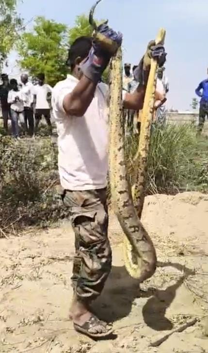 Four pythons seen together
