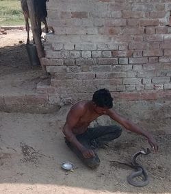 He caught the snake and put it around his neck, also got photos taken... he died due to the bite